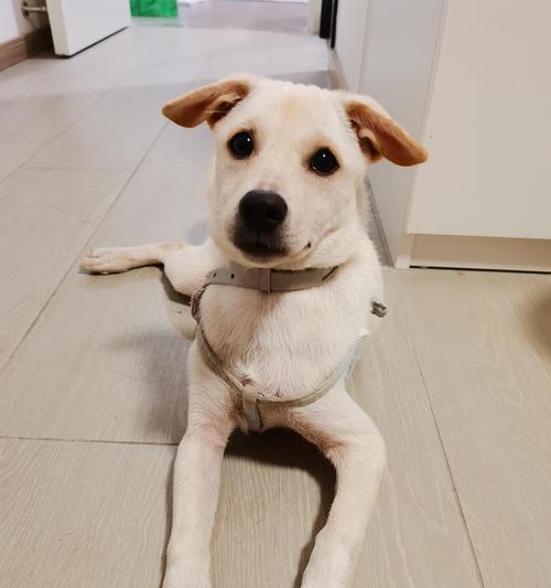 拉布拉多犬串串（探索拉布拉多犬串串的品质、训练和照顾方式）(图3)