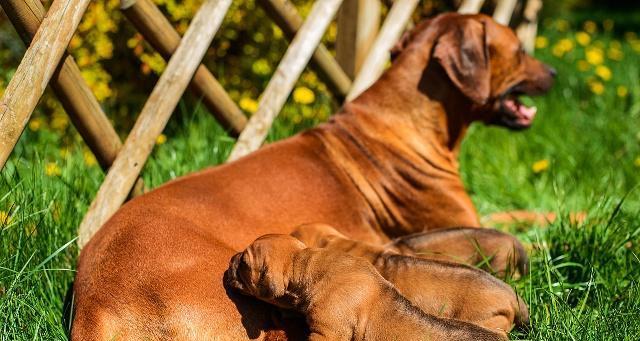 狗怀孕时的补钙注意事项（了解狗狗怀孕期间补钙的重要性和正确方法）(图3)
