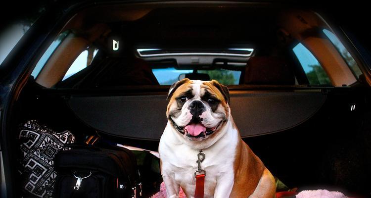 如何带狗狗乘坐火车（火车旅行必备指南，让您的狗狗安心快乐出行）(图3)