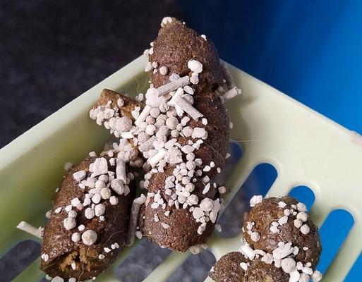 猫的粪便稀的原因解析（揭秘导致猫粪便稀的几个常见原因）(图2)