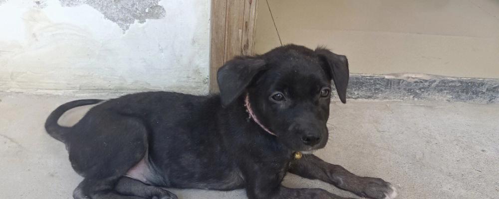 拉布拉多犬串串（探索拉布拉多犬串串的品质、训练和照顾方式）(图1)