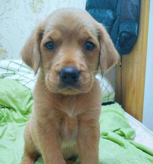 拉布拉多犬串串（探索拉布拉多犬串串的品质、训练和照顾方式）(图2)