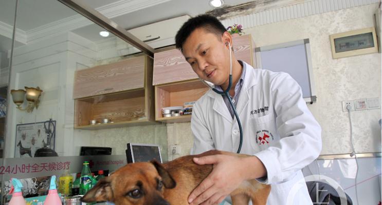 选择以喜欢宠物为主题的工作机会（发展激情并与动物共享的梦想）(图2)