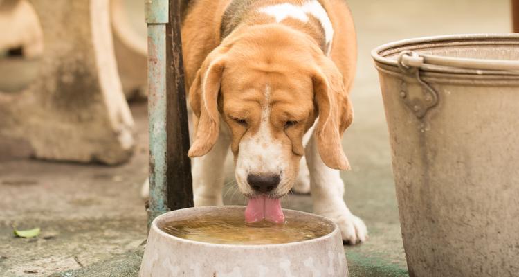 小狗喝水的重要性（探索小狗喝水的习惯及保持其健康的关键）(图3)