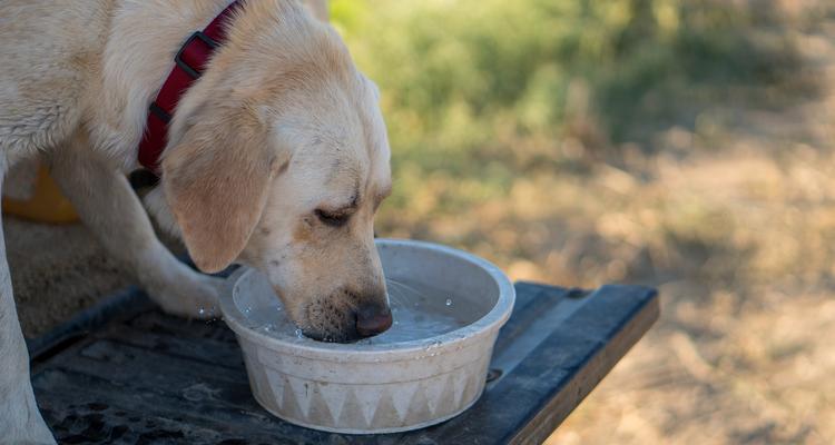 小狗喝水的重要性（探索小狗喝水的习惯及保持其健康的关键） - 悠悠酷狗网