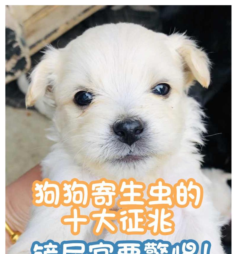 犬蛔虫引发的拉稀问题——从原因到预防（详解犬蛔虫感染对狗狗拉稀的影响与防治方法）(图1)