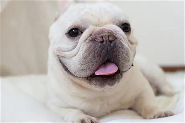 狗狗身上皮屑多的原因和解决方法 - 悠悠酷狗网