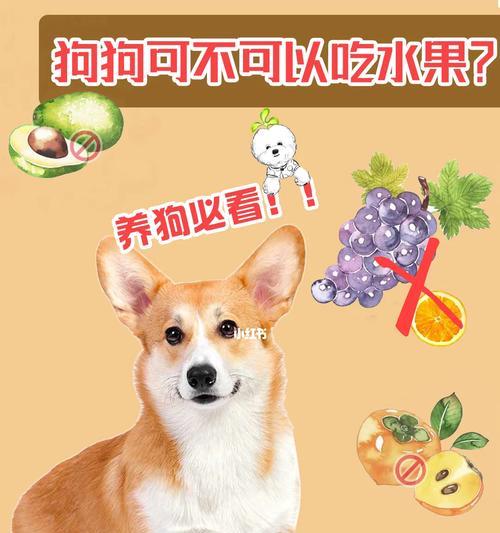 哈士奇不能吃的水果及其危害（了解哈士奇饮食禁忌，保护它的健康）(图1)