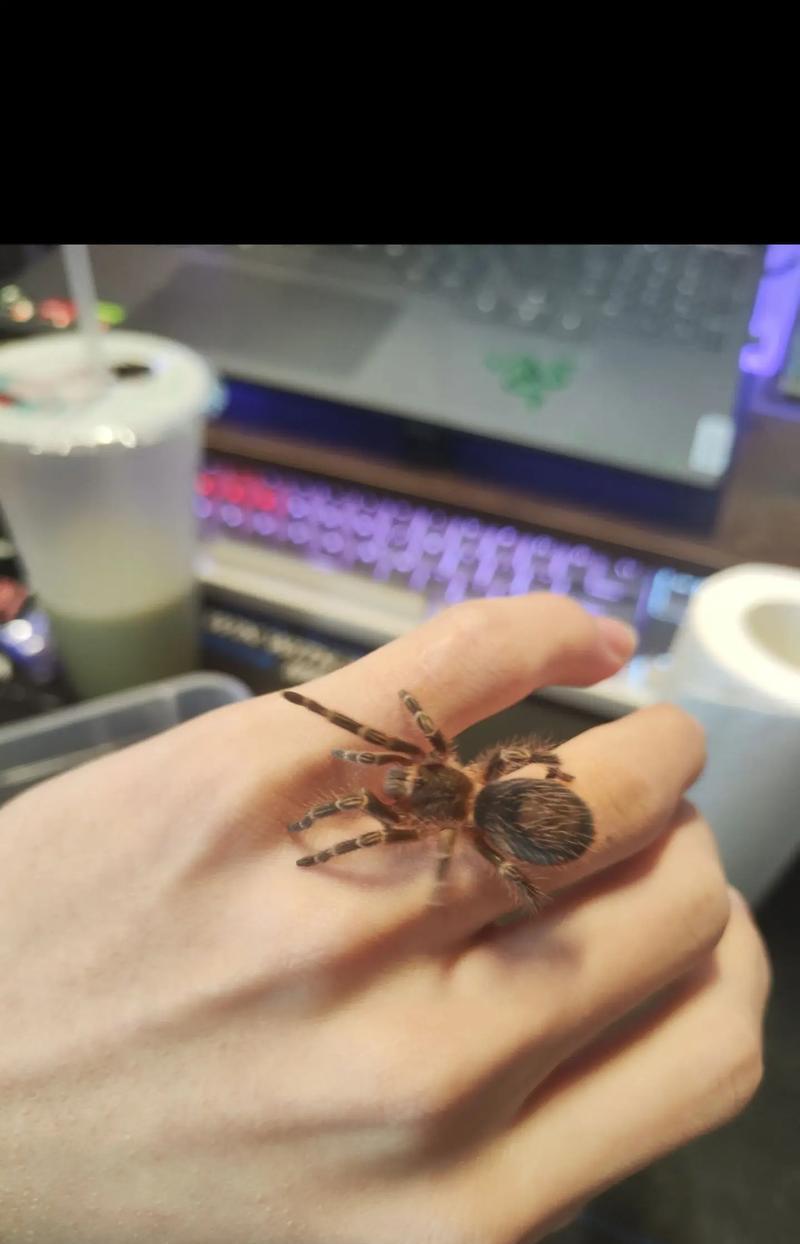 大学寝室养什么宠物最合适？（选择适合寝室的宠物是关键！） - 悠悠酷狗网