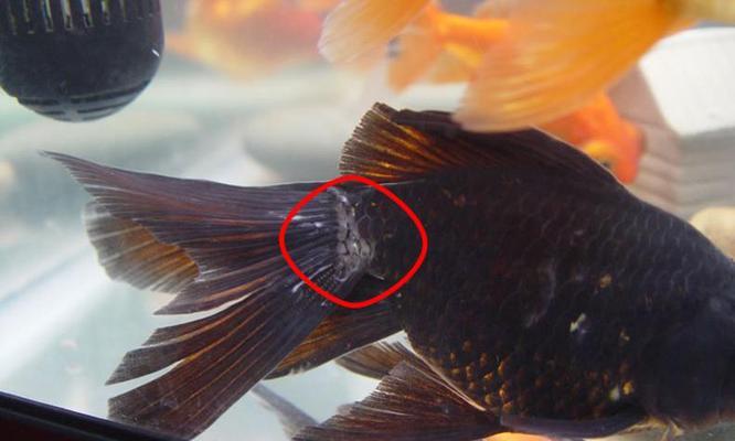 探索金鱼絮状现象的奥秘（金鱼絮状） - 悠悠酷狗网