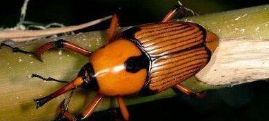 狗为什么喜欢吃甲虫？（探究狗对甲虫的偏好和原因）(图3)