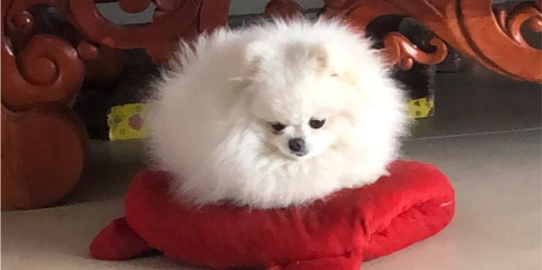 探索狗红色红色的点点奥秘（揭开狗红色红色的神秘面纱）(图1)