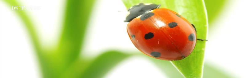 狗为什么喜欢吃甲虫？（探究狗对甲虫的偏好和原因） - 悠悠酷狗网