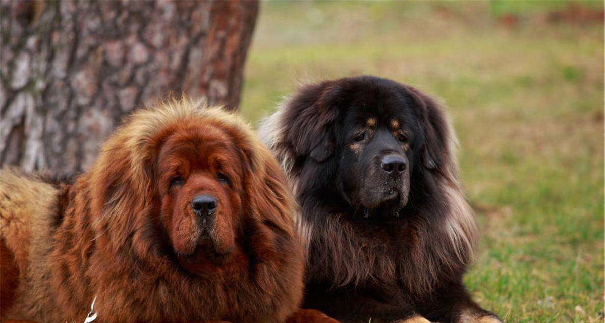 藏獒的吠叫习性及原因探析（为什么藏獒喜欢大声吠叫？探秘背后的原因） - 悠悠酷狗网