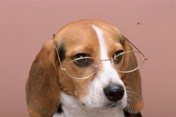 犬猫脱毛症 - 悠悠酷狗网