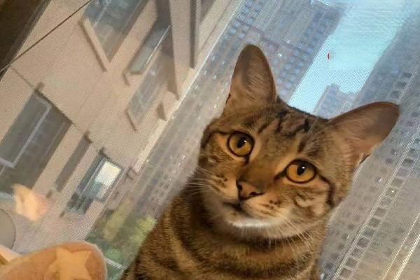 犬猫皮炎 - 悠悠酷狗网