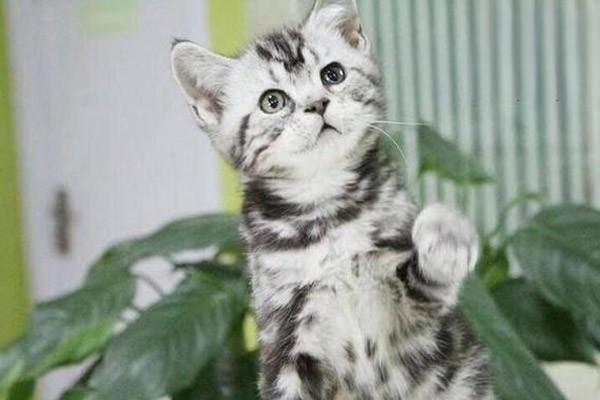 犬猫脱毛症治疗方案 犬猫脱毛症(图2)