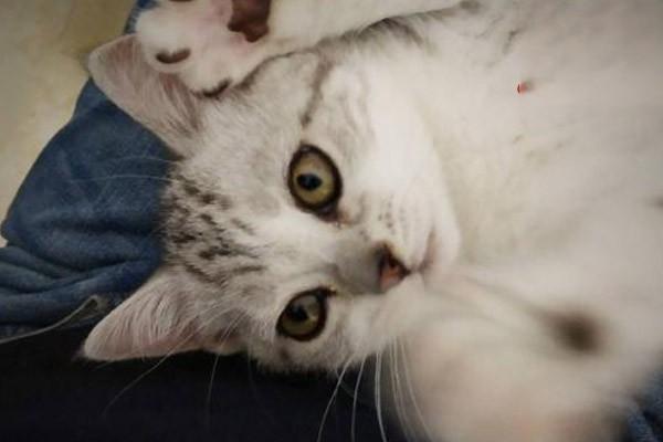 猫的种马尾病(图2)