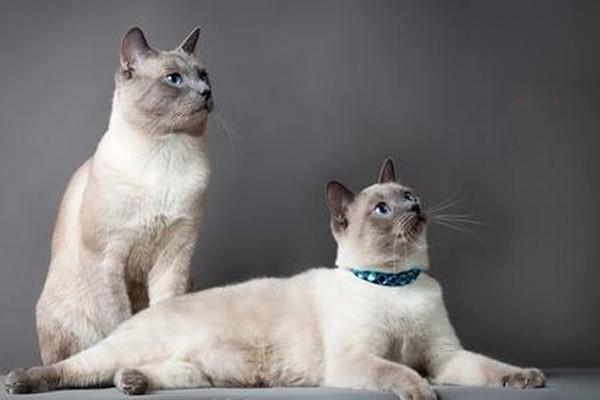 猫的种马尾病(图1)