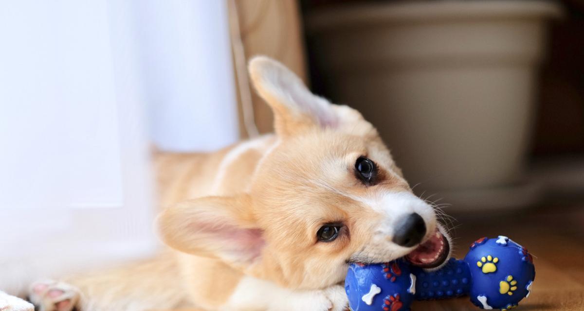 狗狗胀气的表现及处理方法（了解狗狗胀气的常见症状，保护它们的健康） - 悠悠酷狗网