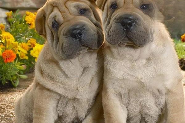 犬黏蛋白病 - 悠悠酷狗网