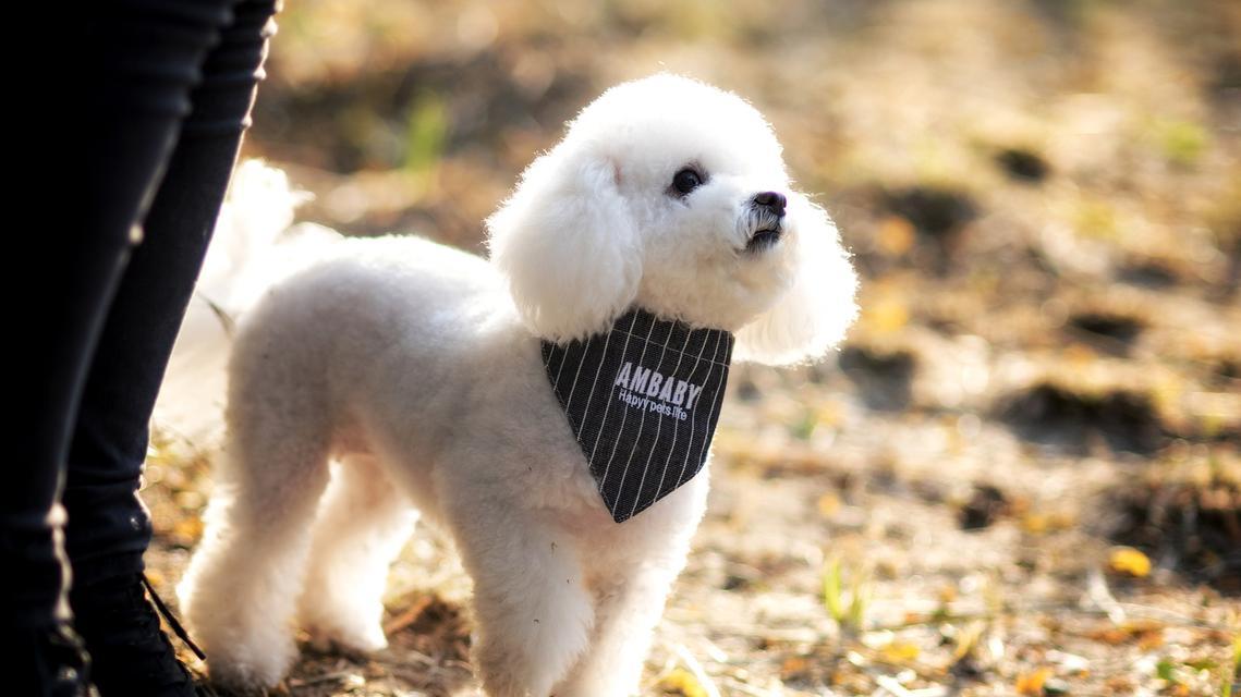 狗狗为何会有头皮屑（头皮屑问题的成因及解决方法） - 悠悠酷狗网