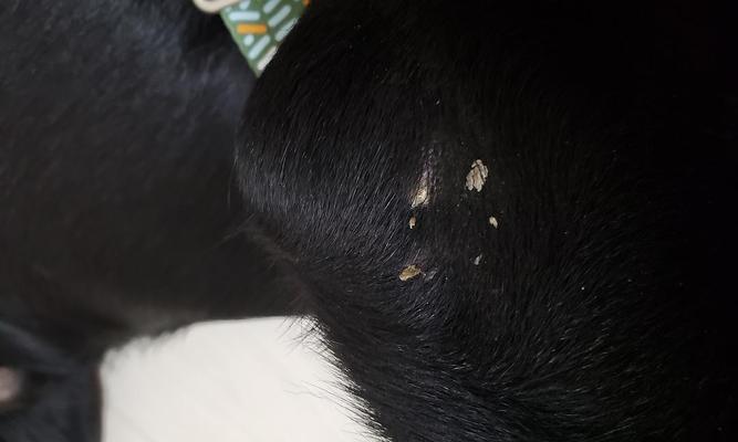 狗狗为何会有头皮屑（头皮屑问题的成因及解决方法）(图2)