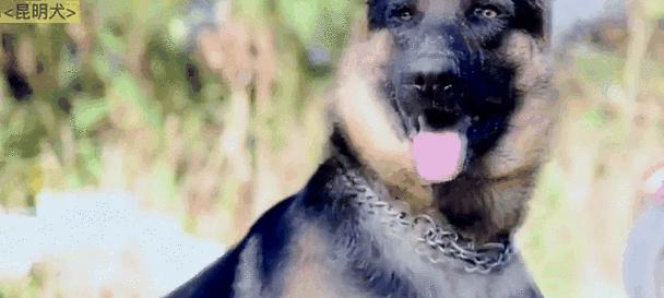 世界各地的警犬大揭秘(揭秘全球警犬的训练和任务)(图1) 世界各地的警犬大揭秘(揭秘全球警犬的训练和任务)(图1)