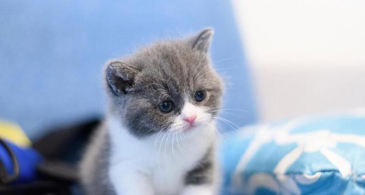 如何照顾幼猫的基本需求（关爱与健康是幼猫成长的关键）(图3)