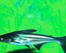 以蓝鲨与其他鱼类混养的最佳选择（寻找与蓝鲨共存的理想伙伴，构建和谐水族生态系统）(图1)