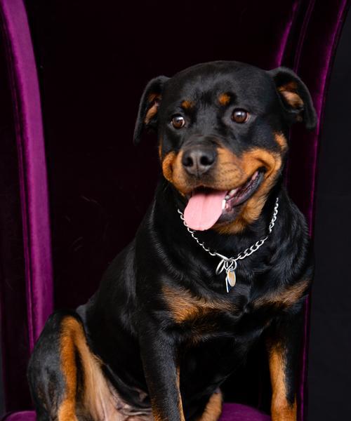 世界各地的警犬大揭秘(揭秘全球警犬的训练和任务)(图2) 世界各地的警犬大揭秘(揭秘全球警犬的训练和任务)(图2)