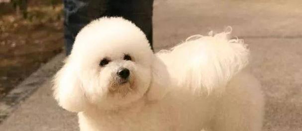 选择适合家养的狗狗，从宠物伴侣到家庭成员（如何选择适合家庭养育的狗狗品种，了解最佳的宠物选择）(图1)