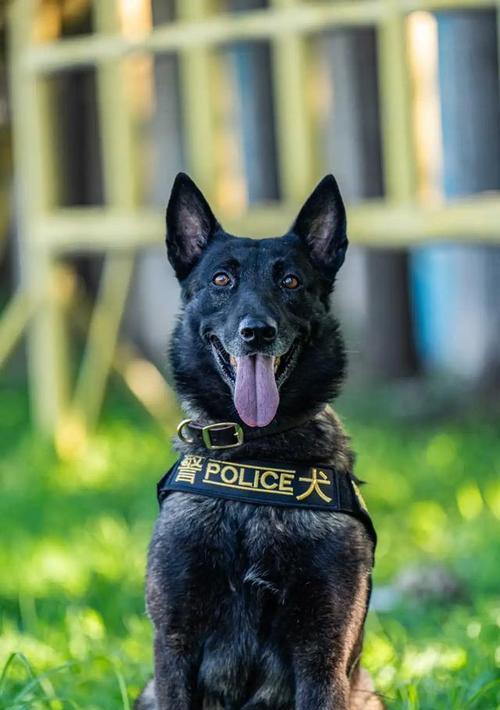 世界各地的警犬大揭秘(揭秘全球警犬的训练和任务)(图3) 世界各地的警犬大揭秘(揭秘全球警犬的训练和任务)(图3)