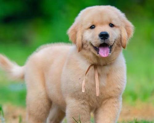 选择适合家养的狗狗，从宠物伴侣到家庭成员（如何选择适合家庭养育的狗狗品种，了解最佳的宠物选择）(图2)