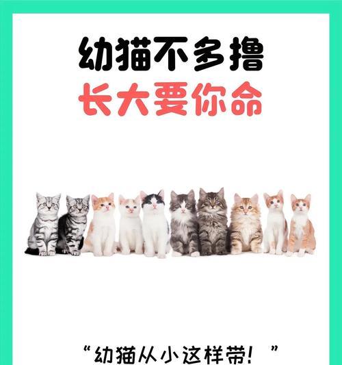 如何照顾幼猫的基本需求（关爱与健康是幼猫成长的关键）(图2)