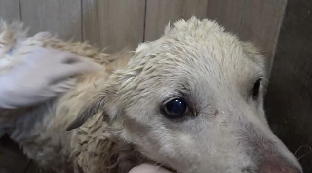 狗晶片（智能科技为你的狗带来全新的安全保障） - 悠悠酷狗网