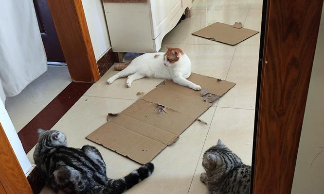 如何照顾幼猫的基本需求（关爱与健康是幼猫成长的关键） - 悠悠酷狗网