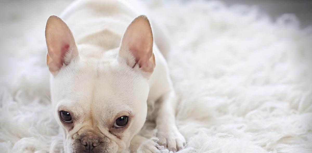 选择适合家养的狗狗，从宠物伴侣到家庭成员（如何选择适合家庭养育的狗狗品种，了解最佳的宠物选择）(图3)