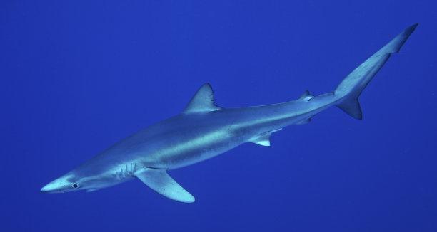 以蓝鲨与其他鱼类混养的最佳选择（寻找与蓝鲨共存的理想伙伴，构建和谐水族生态系统）(图3)