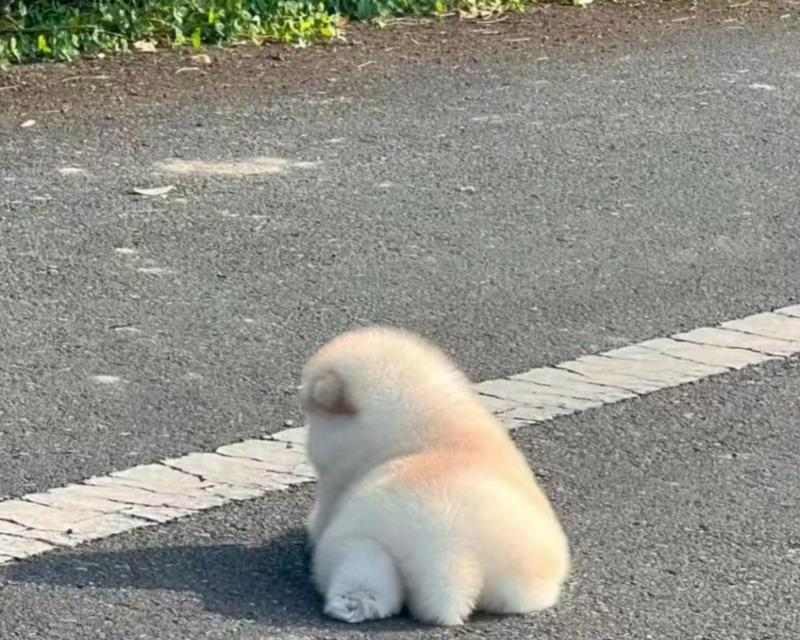 狗狗为什么怕热？（探索狗狗的热感知机制与适应性进化）(图3)