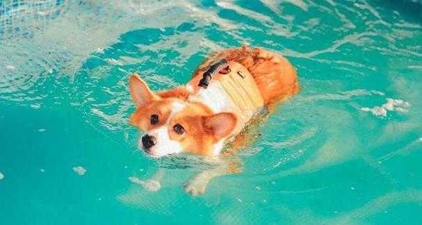 狗狗为什么怕热？（探索狗狗的热感知机制与适应性进化）(图1)