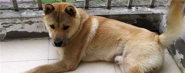 狗狗为什么怕热？（探索狗狗的热感知机制与适应性进化）(图2)