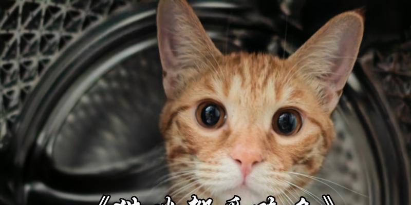 选择适合猫咪食用的廉价鱼类（以价格和适口性为考量，找到最合适的食用鱼类） - 悠悠酷狗网