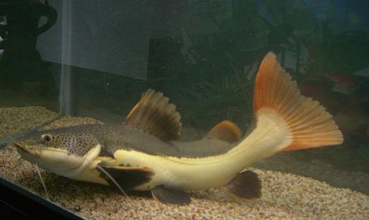 选择适合猫咪食用的廉价鱼类(以价格和适口性为考量,找到最合适的食用鱼类)(图3) 选择适合猫咪食用的廉价鱼类(以价格和适口性为考量,找到最合适的食用鱼类)(图3)