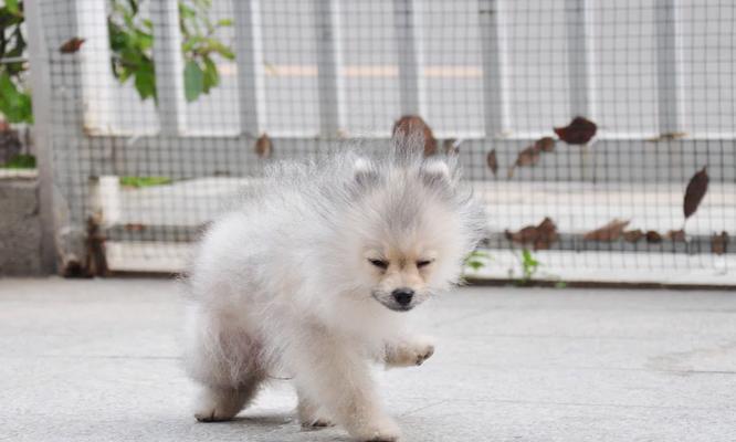 揭秘博美便秘的真相(了解博美便秘的原因及解决方案)(图2) 揭秘博美便秘的真相(了解博美便秘的原因及解决方案)(图2)