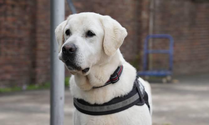 警犬携手战斗——以什么狗为主?(选择合适的犬种,提升警犬工作效能)(图1) 警犬携手战斗——以什么狗为主?(选择合适的犬种,提升警犬工作效能)(图1)