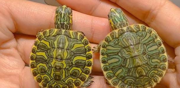 选择什么样的乌龟作为宠物？（乌龟种类和特点一览） - 悠悠酷狗网