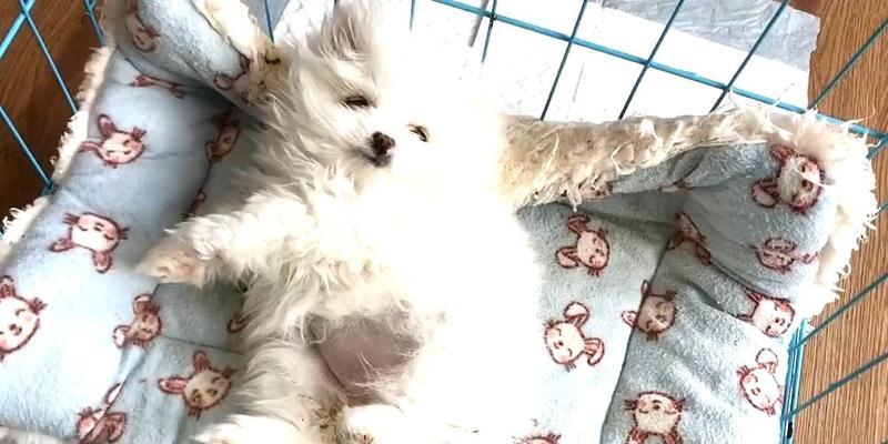 揭秘博美便秘的真相(了解博美便秘的原因及解决方案)(图3) 揭秘博美便秘的真相(了解博美便秘的原因及解决方案)(图3)