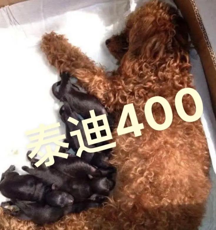 以太迪——探索25体的奥秘(揭秘25体身高之谜,探索人类生长的奇迹)(图3) 以太迪——探索25体的奥秘(揭秘25体身高之谜,探索人类生长的奇迹)(图3)