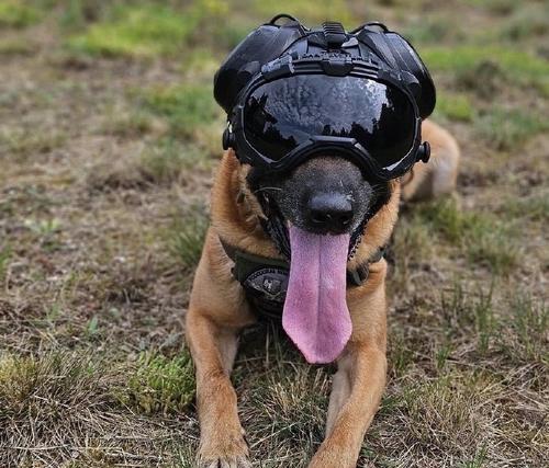 警犬携手战斗——以什么狗为主?(选择合适的犬种,提升警犬工作效能)(图3) 警犬携手战斗——以什么狗为主?(选择合适的犬种,提升警犬工作效能)(图3)